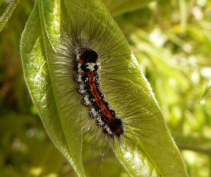 rups donsvlinder.jpg - Donsvlinder rups - euproctis similis